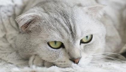 亚博体育官方网站-对梅西续约前景表示乐观 阿比达尔：他会留在巴萨